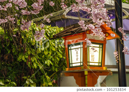 八坂神社內的夜櫻和木燈籠 101253834