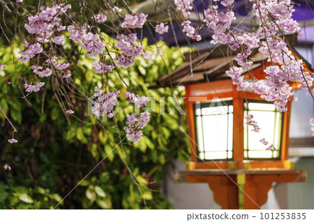 八坂神社內的夜櫻和木燈籠 101253835
