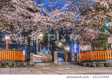 京都祗園白川辰橋櫻花盛開 101253843