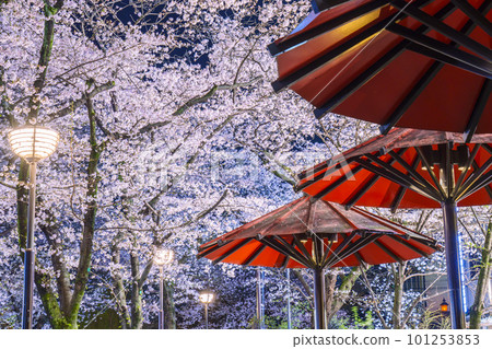 Kyoto Gion Shirakawa Red Umbrella Shade Cherry blossoms in full bloom at night Kyoto Gion Shirakawa Red Umbrella Shade Cherry blossoms in full bloom at night 101253853