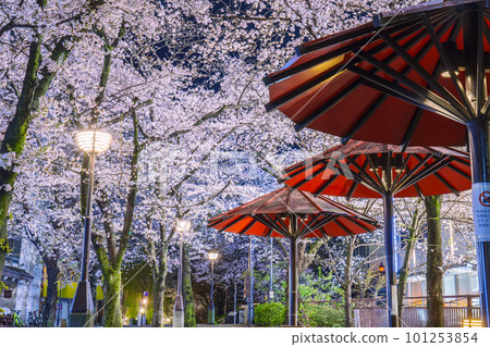 Kyoto Gion Shirakawa Red Umbrella Shade Cherry blossoms in full bloom at night 101253854