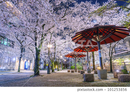 京都祗園白川紅傘蔭櫻花盛開的夜晚 101253856