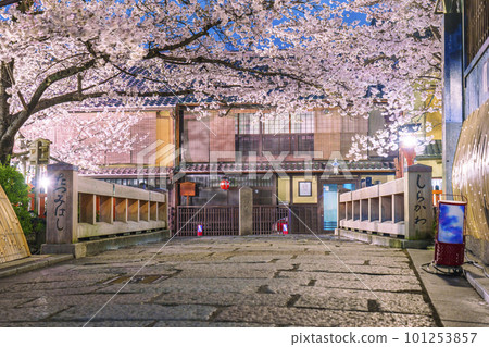 Cherry blossoms in full bloom at Tatsumibashi, Gion Shirakawa, Kyoto 101253857