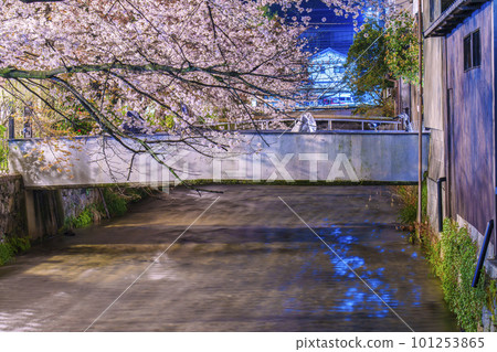 京都，只園白川，白川北通（nasuari-no-michi），夜晚的櫻花盛開 101253865