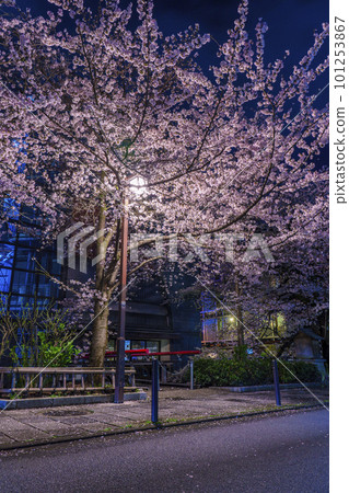 京都，只園白川，白川北通（nasuari-no-michi），夜晚的櫻花盛開 101253867