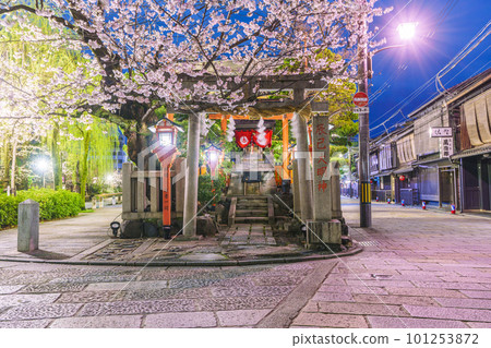 Kyoto, Gion Shirakawa, Tatsumi Daimyojin, cherry blossoms in full bloom at night Kyoto, Gion Shirakawa, Tatsumi Daimyojin, cherry blossoms in full bloom at night 101253872