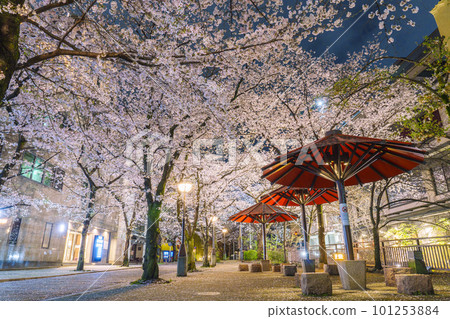 京都祗園白川紅傘蔭櫻花盛開的夜晚 101253884