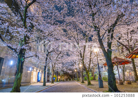 京都祗園白川紅傘蔭櫻花盛開的夜晚 101253888