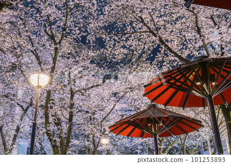 京都祗園白川紅傘蔭櫻花盛開的夜晚 京都祗園白川紅傘蔭櫻花盛開的夜晚 101253893