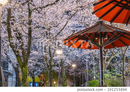 京都祗園白川紅傘蔭櫻花盛開的夜晚 101253894