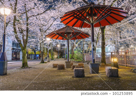 京都祗園白川紅傘蔭櫻花盛開的夜晚 101253895