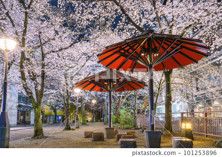 京都祗園白川紅傘蔭櫻花盛開的夜晚 101253896
