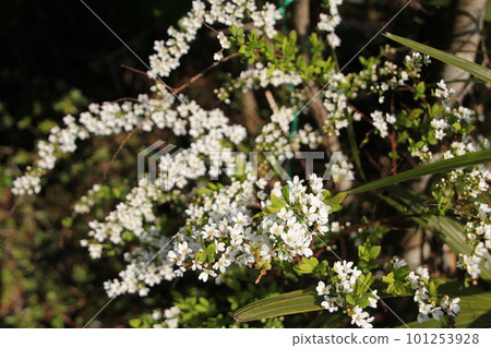 Yukiyanagi 101253928