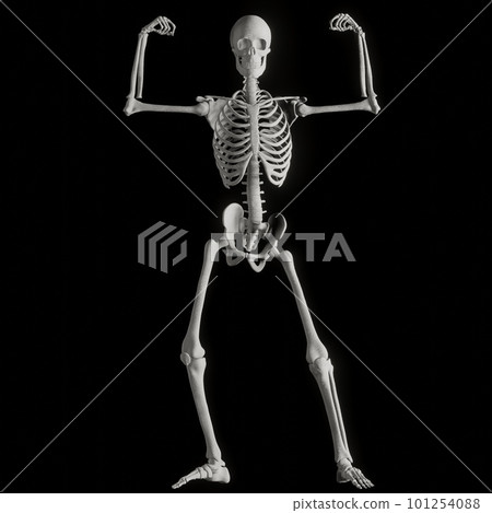 Human skeleton posing 101254088
