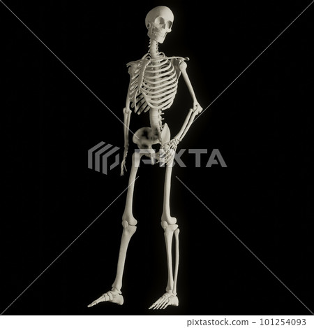 Human skeleton posing 101254093