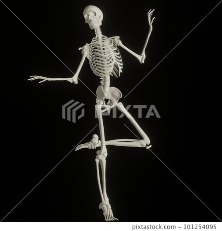 人體骨骼構成 人體骨骼構成 101254095