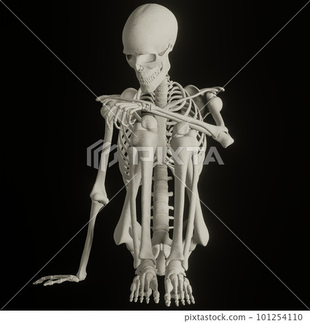 Human skeleton posing 101254110