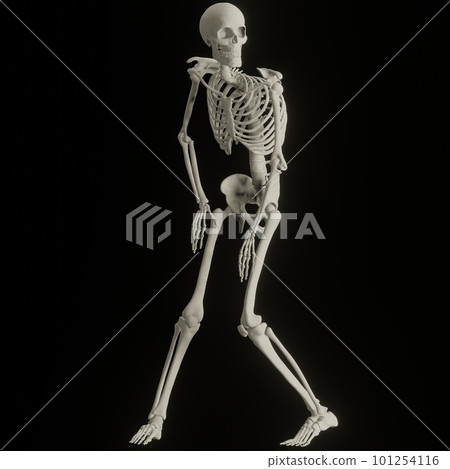 13,558 Skeleton Poses Images, Stock Photos, 3D objects, & Vectors