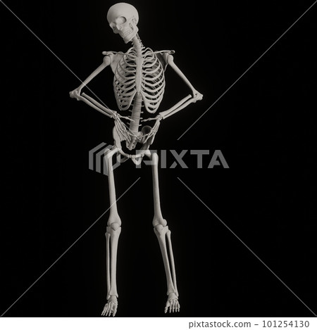 Human skeleton posing 101254130