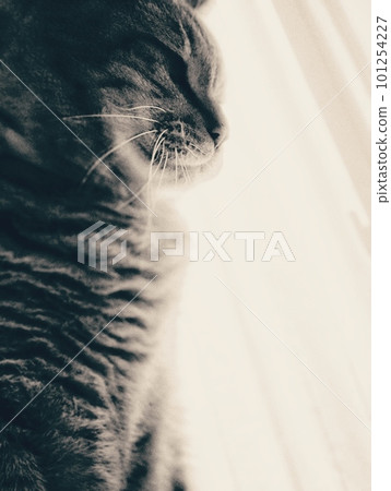 望著的貓 望著的貓 101254227