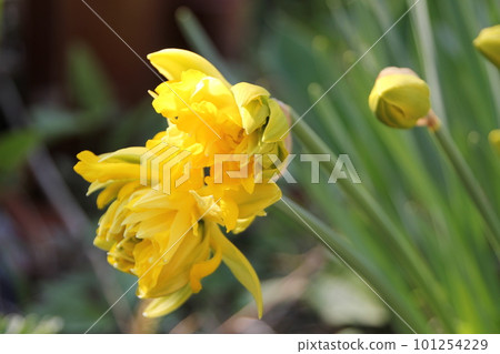 黃水仙 黃水仙 101254229