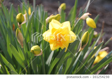 黃水仙 黃水仙 101254230