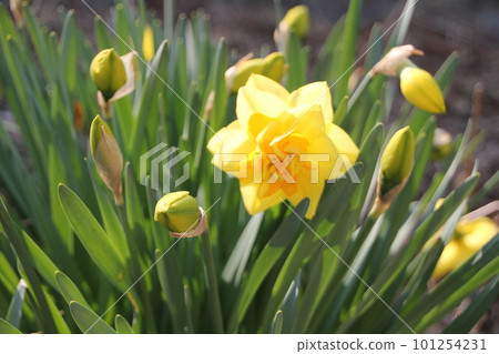 Yellow Daffodil Yellow Daffodil 101254231
