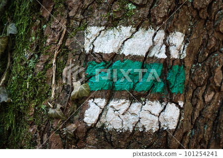 Tourist sign on tree bark. Marking of tourist routes Tourist sign on tree bark. Marking of tourist routes 101254241