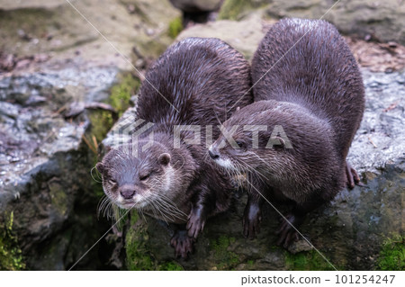 Two asian small clawed otters, Aonyx cinereus 101254247