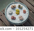 Lithops group planting 101254271