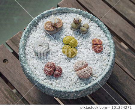 Lithops group planting Lithops group planting 101254271