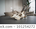 Fawn Skull (Facing Left) 101254272