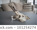 Fawn skull (facing right) 101254274