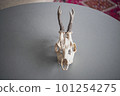 Fawn Skull (Facing Front) 101254275