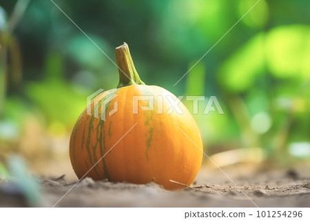 Close up of Squash on nature background with copy space. Healthy vegan vegetarian food concept 101254296