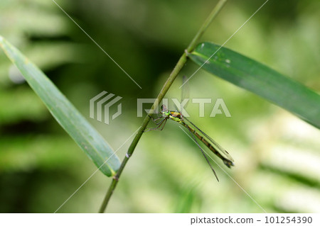 A macro close-up shot of the giant blue damselfly perched on a thin branch in the forest. 101254390