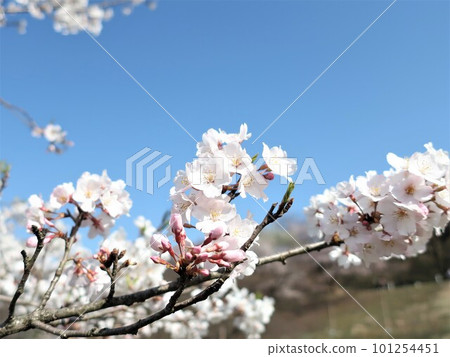 閃耀在藍天的櫻花 101254451