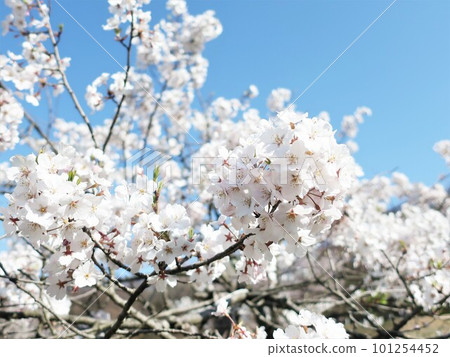 閃耀在藍天的櫻花 101254452