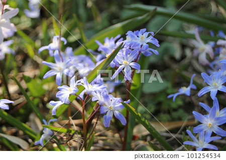 Tionodoxa Tionodoxa 101254534