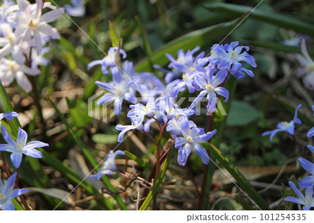 CHIONODOXA 101254535