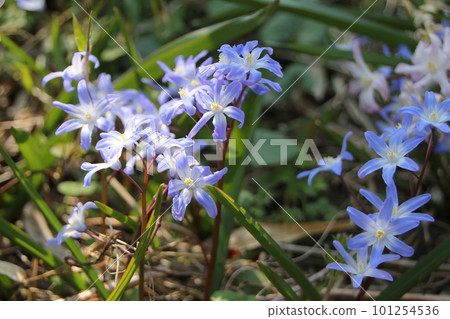 CHIONODOXA CHIONODOXA 101254536