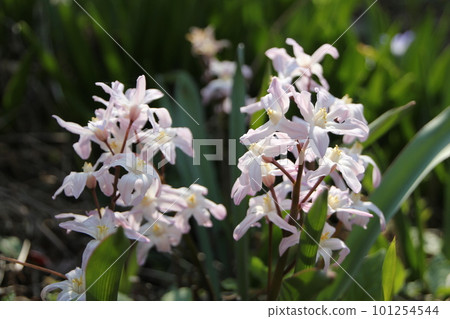 CHIONODOXA 101254544