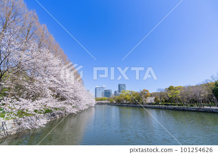 《大阪府》櫻花盛開的大阪城和天守閣 《大阪府》櫻花盛開的大阪城和天守閣 101254626