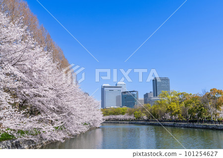 《Osaka Prefecture》Osaka Castle and the castle tower colored with cherry blossoms 《Osaka Prefecture》Osaka Castle and the castle tower colored with cherry blossoms 101254627
