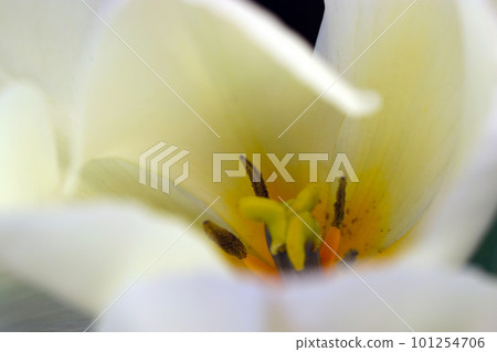 象牙白郁金香內核(花瓣、雄蕊、雌蕊)的特寫微距攝影 象牙白郁金香內核(花瓣、雄蕊、雌蕊)的特寫微距攝影 101254706