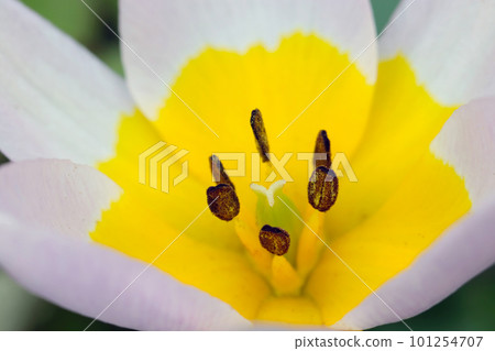 白色鬱金香亮黃色內核(花瓣、雄蕊和雌蕊)的特寫。 白色鬱金香亮黃色內核(花瓣、雄蕊和雌蕊)的特寫。 101254707