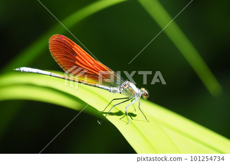 川田蜻蜓（雄性，橙色碗型） 101254734