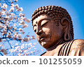 Great Buddha praying under cherry blossoms 101255059