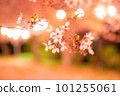 Cherry blossoms shining in light up 101255061
