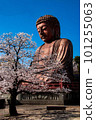 Great Buddha resting under cherry blossoms 101255063
